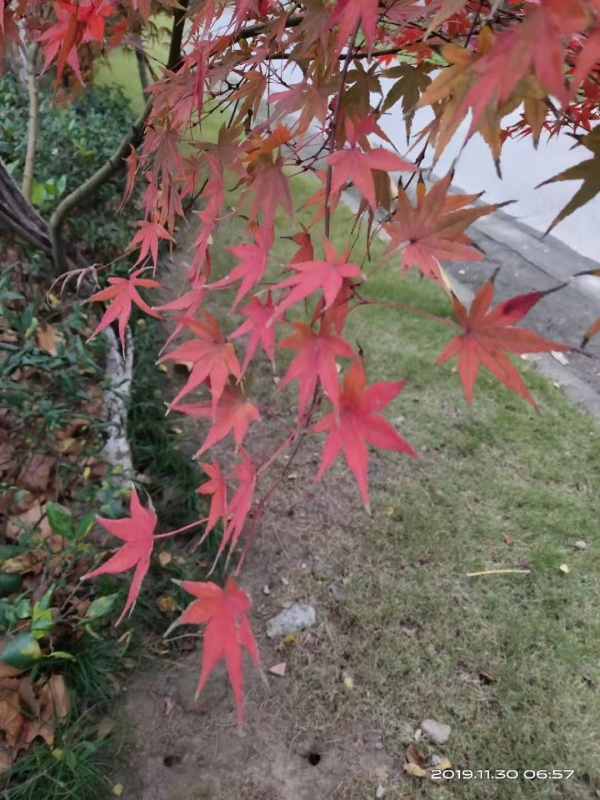 微信图片_20191130104251.jpg