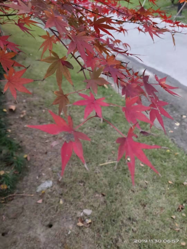 微信图片_20191130104256.jpg