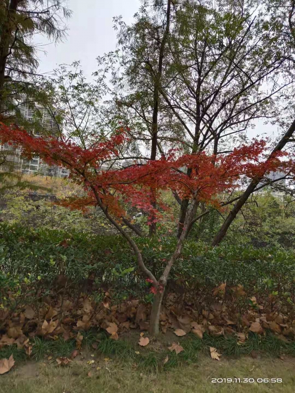 微信图片_20191130104302.jpg