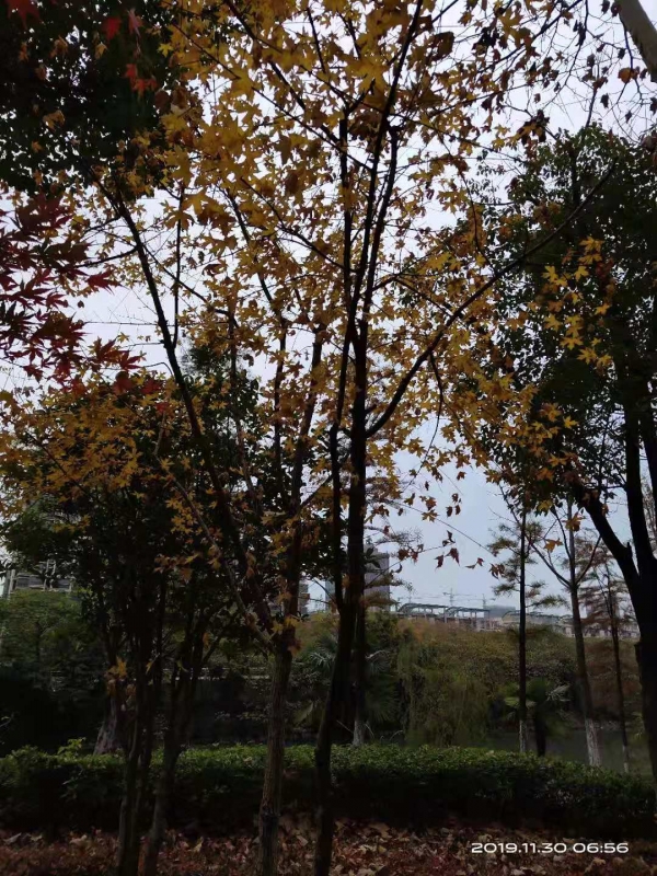 微信图片_20191130104211.jpg