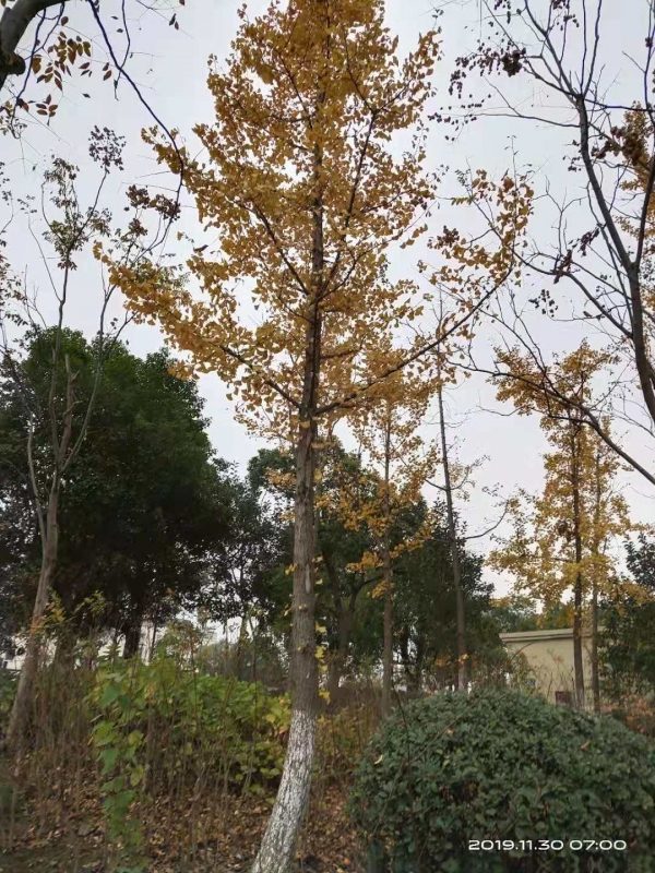 微信图片_20191130104308.jpg