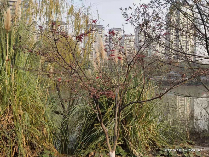 微信图片_20191214103518.jpg
