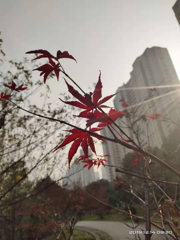 微信图片_20191214103512.jpg
