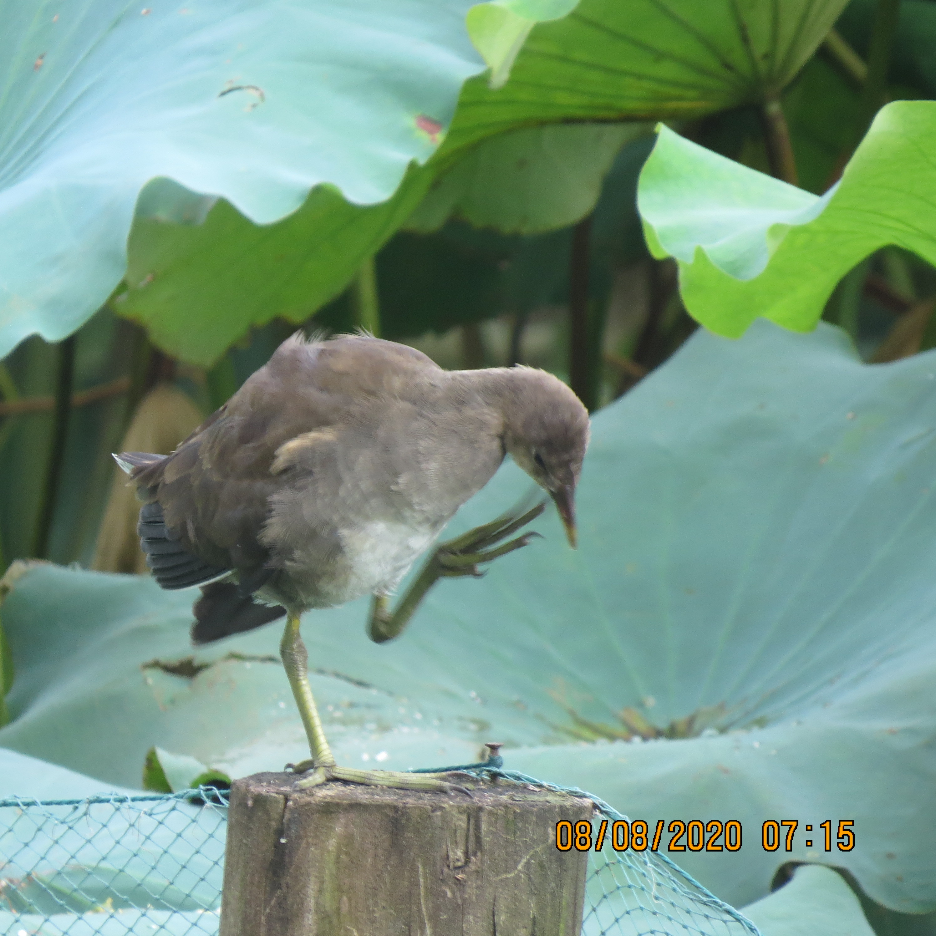 IMG_9785.JPG