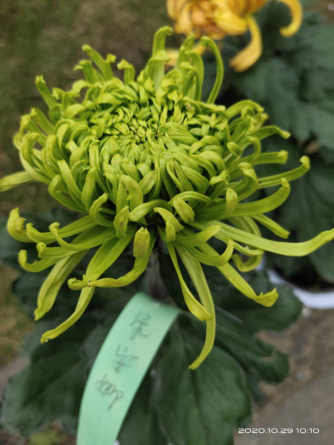 微信图片_20201029165153.jpg