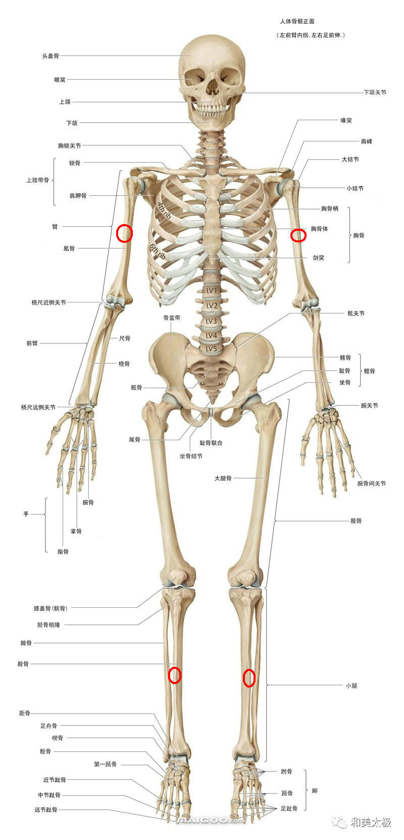 小结节肱骨图片