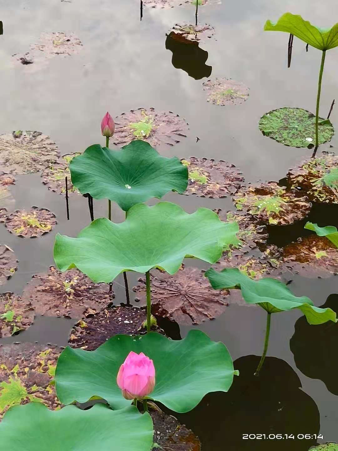 微信图片_20210614075306.jpg