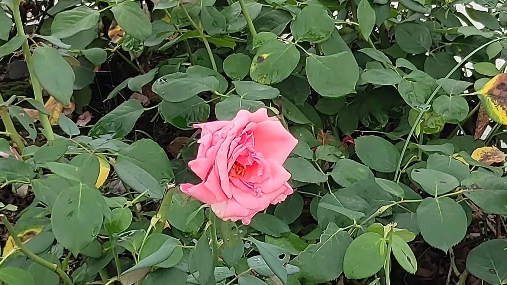 微信图片_20210621140120.jpg