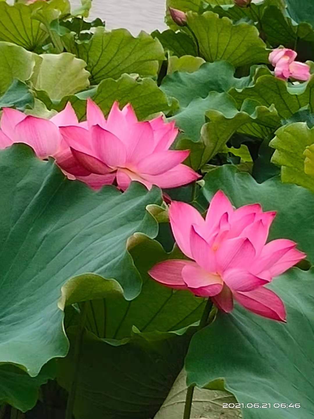 微信图片_20210621140411.jpg
