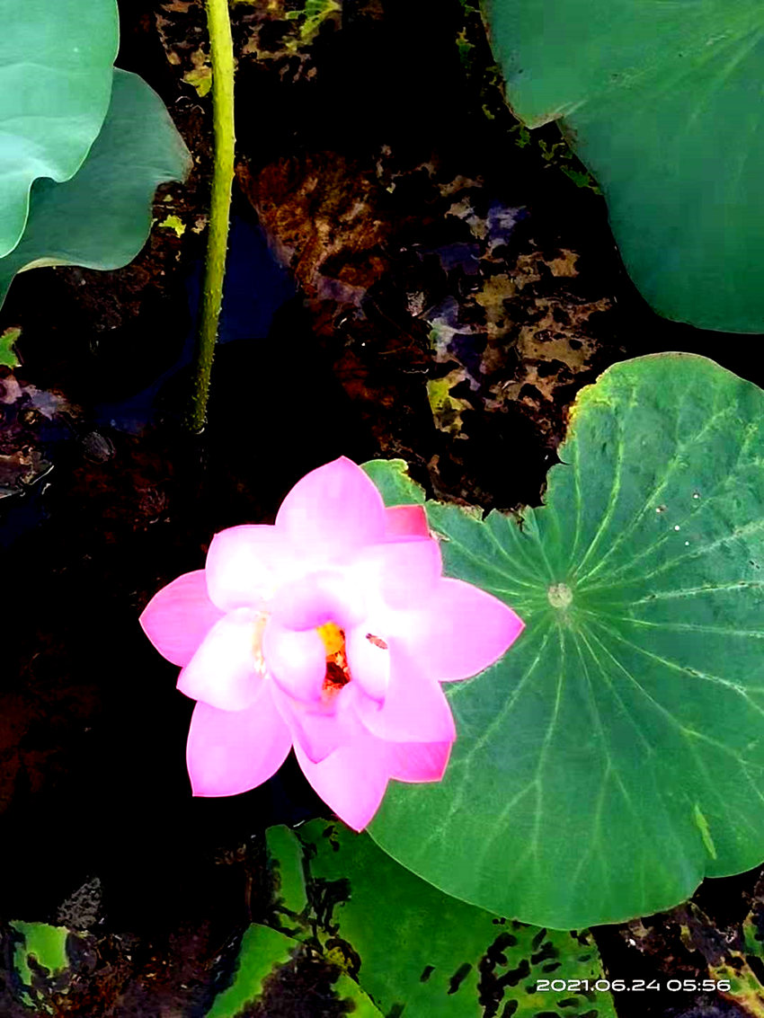 微信图片_20210624082159.jpg