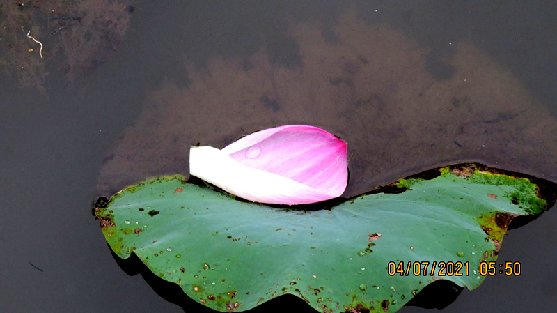 IMG_0825.JPG