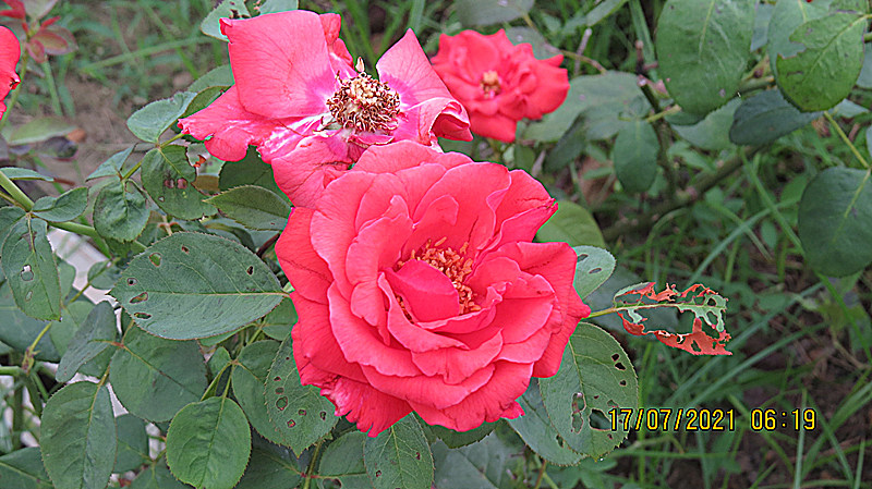 IMG_1185.JPG