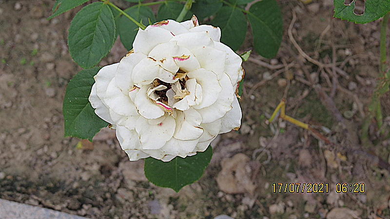 IMG_1189.JPG