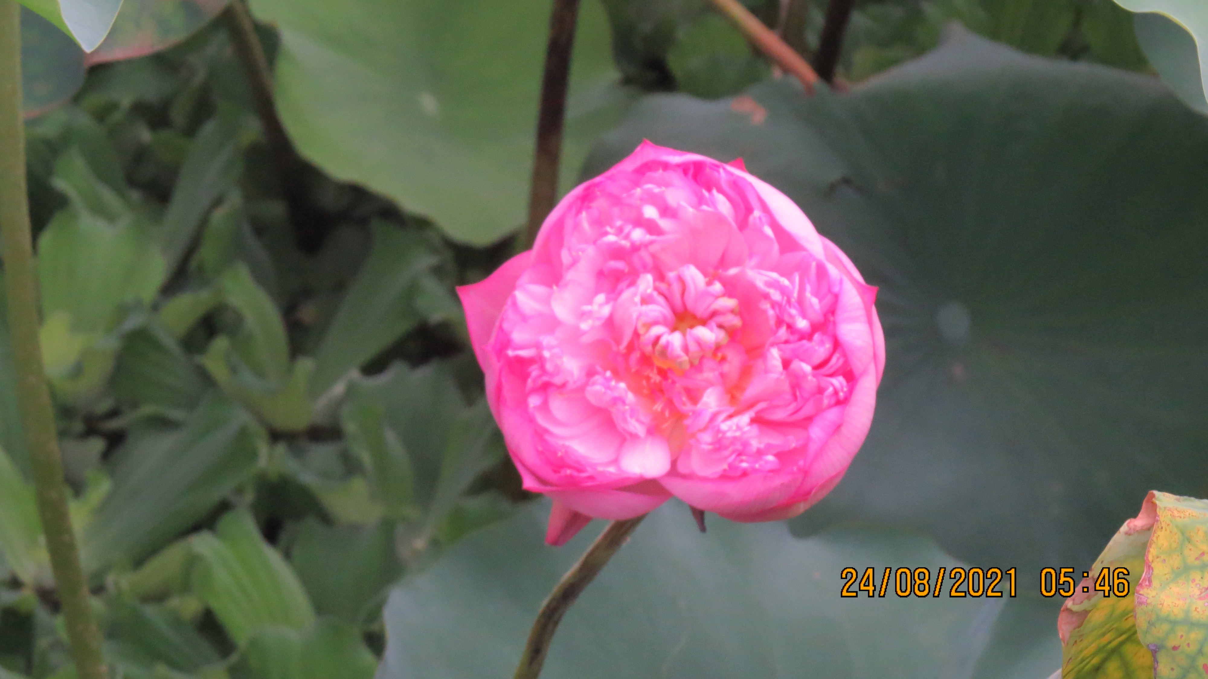 IMG_1757.JPG