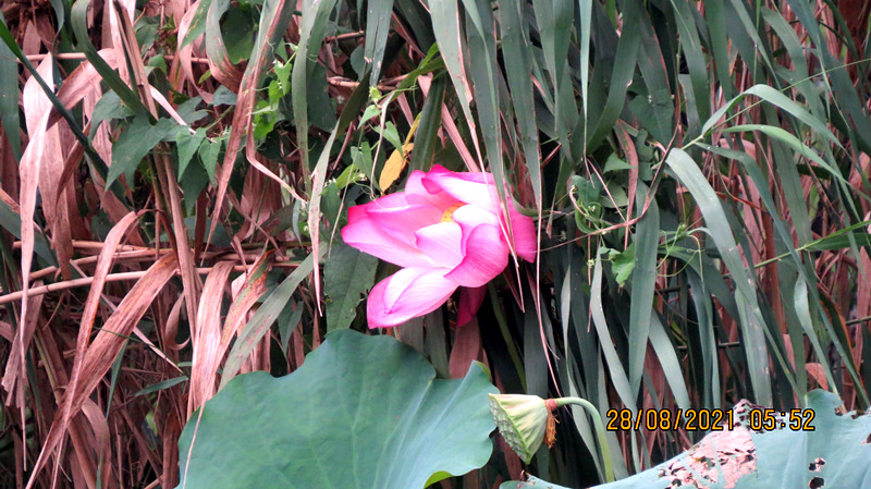 IMG_1806.JPG