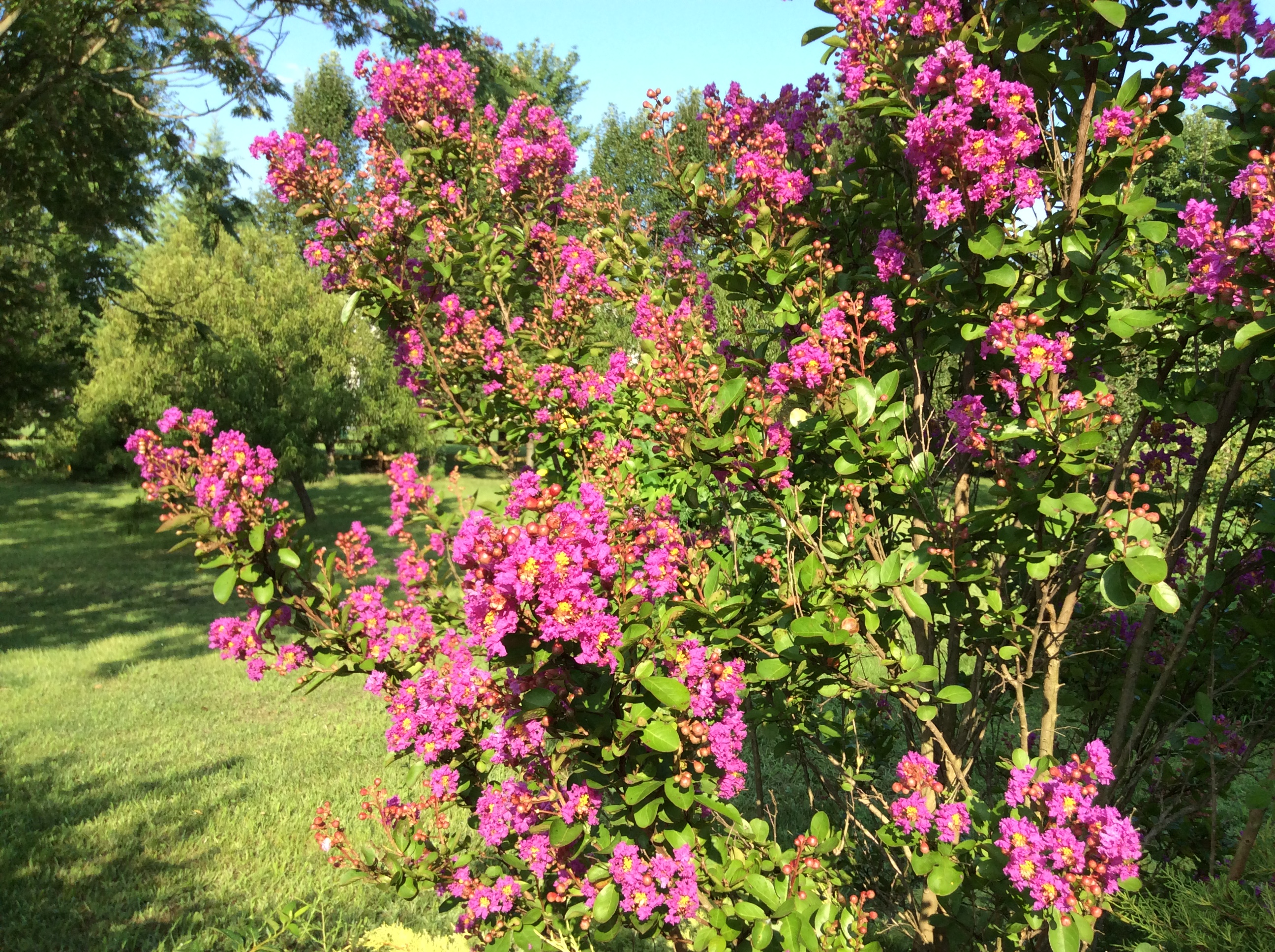 后院紫薇花