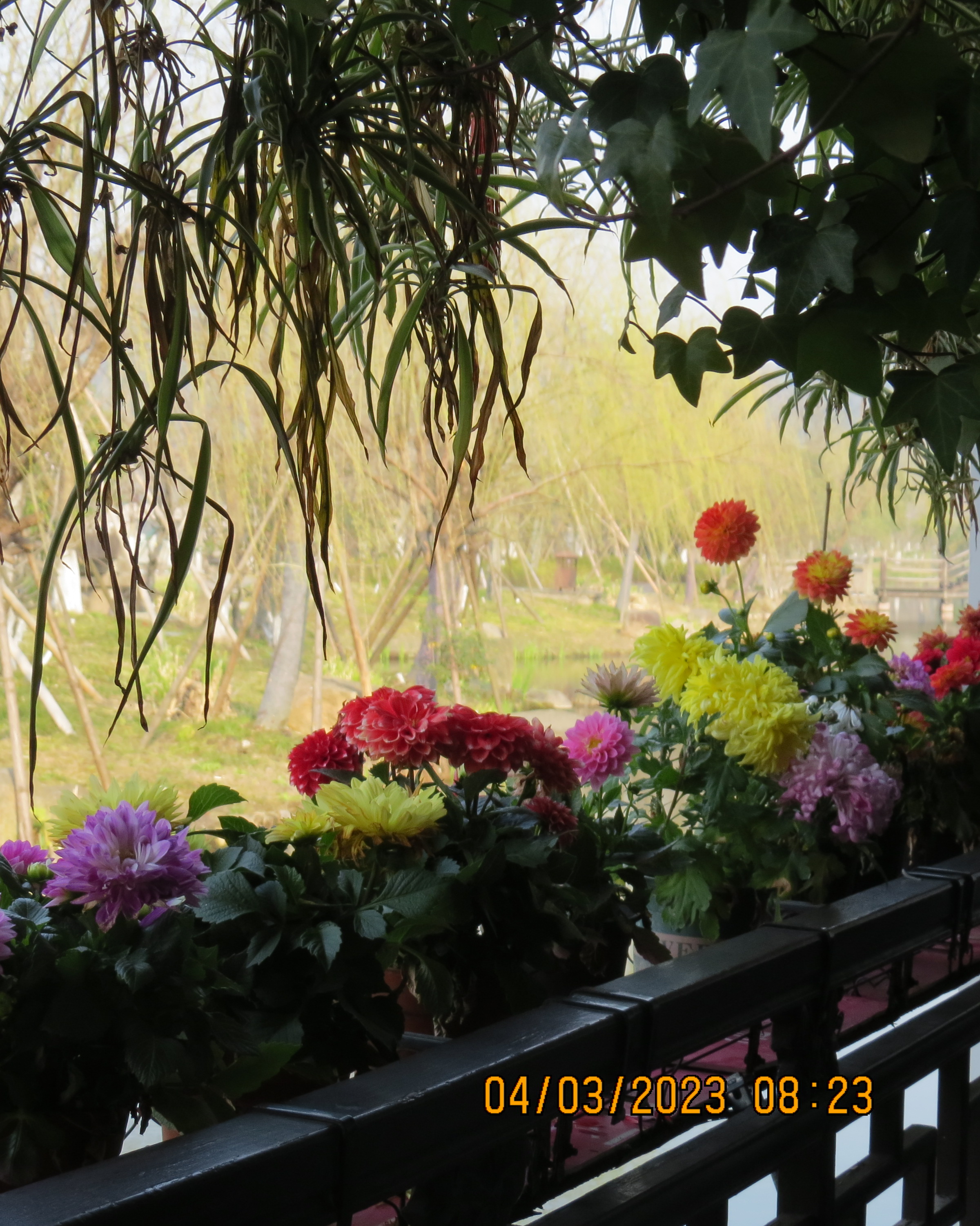IMG_2804.JPG