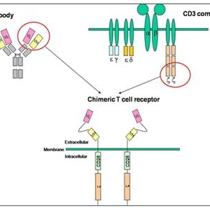 抗CD19 CART细胞在B细胞淋巴瘤中的临床应用
